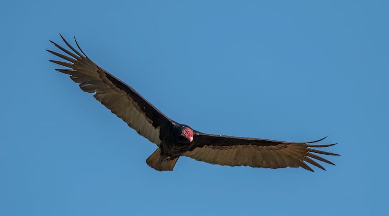 The high-soaring turkey vulture uses a powerful sense of smell to detect carrion. The bird has the most developed olfactory (smelling) system of all birds. (Courtesy of Charles J. Sharp/Creative Commons)