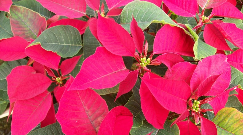 Several free, online classes will be offered this month on gardening by the DeKalb County Cooperative Extension. (Photo courtesy of Brenham CVB)