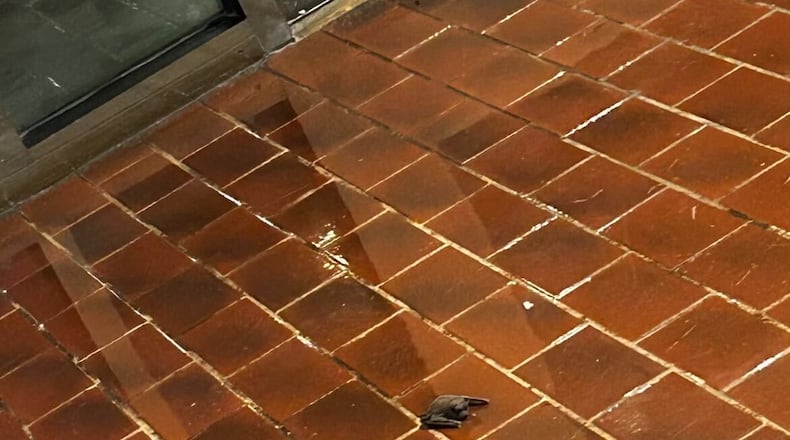 A bat is shown on the first-floor lobby of the Oglethorpe House at the University of Georgia in a photo taken on Thursday, Jan. 18, 2024, by a student.