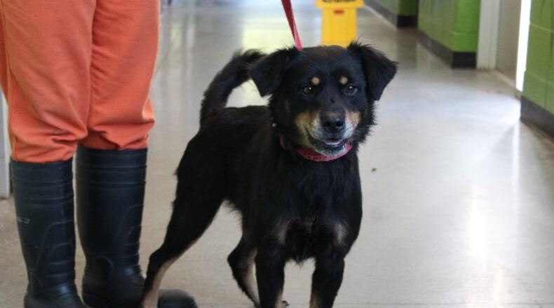 Photos courtesy of Gwinnett County animal shelter.