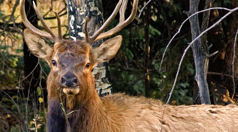 An immature elk forages on grass in Rocky Mountain National Park in Colorado. (K. Scott Jackson/Getty Images).