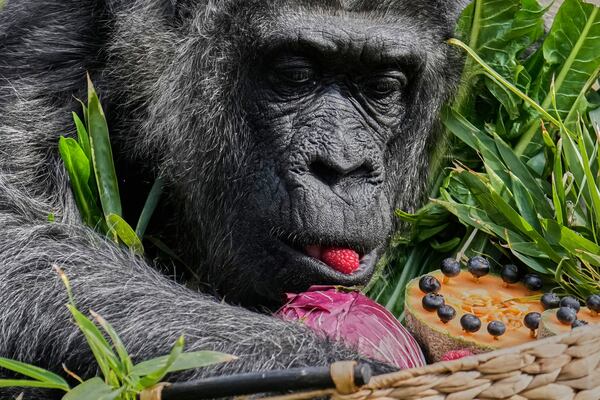 Female gorilla Fatou, the oldest of Berlin's zoo and also believed to be the world's oldest gorilla, enjoys her birthday basket with a "gorilla food surprise", as the zoo celebrates her 68th birthday in Berlin, Germany, Friday, April 11, 2025. (AP Photo/Ebrahim Noroozi)