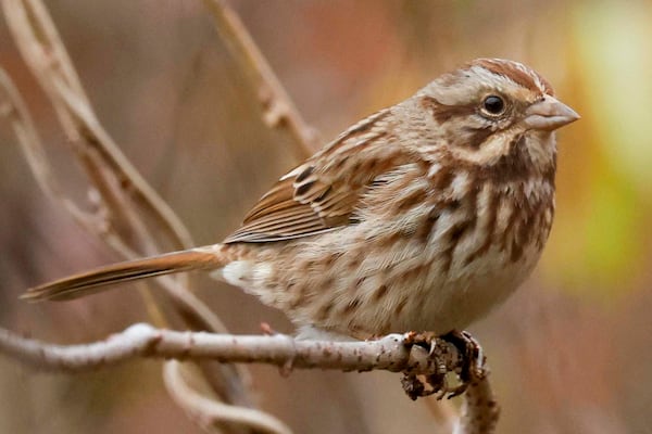 A song sparrow at Legacy Park on Thursday, Dec. 18, 2025. (Miguel Martinez/AJC)