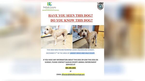 Lost dog