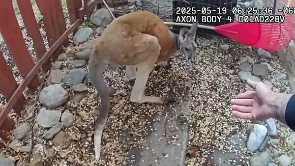 This still image from video provided by the Durango Police Department shows Irwin the pet kangaroo is seen on the loose Monday, March 19, 2025, in Durango, Colo. (Durango Police Department via AP)