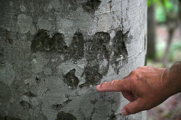 A closeup of the "Mark 61" that Mark Thomas' father, 'Hot' Thomas, carved for him into a beech tree on the land that is now the Thomas Farm Preserve in Watkinsville. (Hyosub Shin/AJC)
