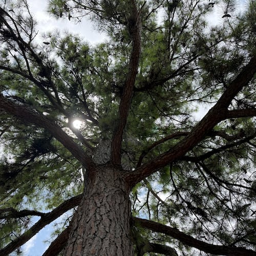 This loblolly pine was planted in 1976 in Athens, Georgia. The seed orbited the moon in 1971 aboard Apollo 14. The tree, and others like it, are called "Moon Trees." (Fletcher Page/AJC)