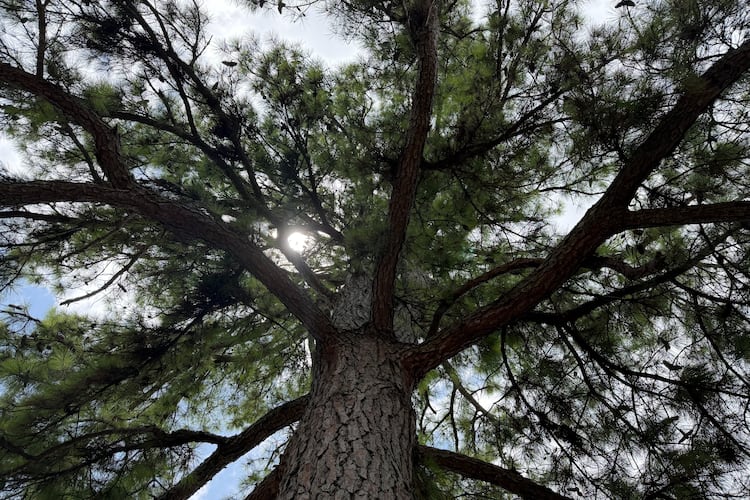 This loblolly pine was planted in 1976 in Athens, Georgia. The seed orbited the moon in 1971 aboard Apollo 14. The tree, and others like it, are called "Moon Trees." (Fletcher Page/AJC)