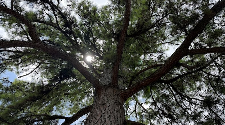 This loblolly pine was planted in 1976 in Athens, Georgia. The seed orbited the moon in 1971 aboard Apollo 14. The tree, and others like it, are called "Moon Trees." (Fletcher Page/AJC)
