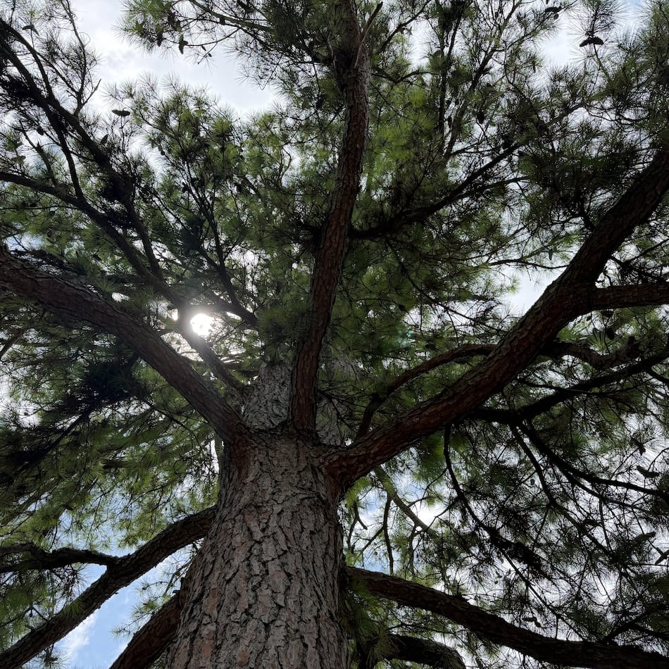 This loblolly pine was planted in 1976 in Athens, Georgia. The seed orbited the moon in 1971 aboard Apollo 14. The tree, and others like it, are called "Moon Trees." (Fletcher Page/AJC)