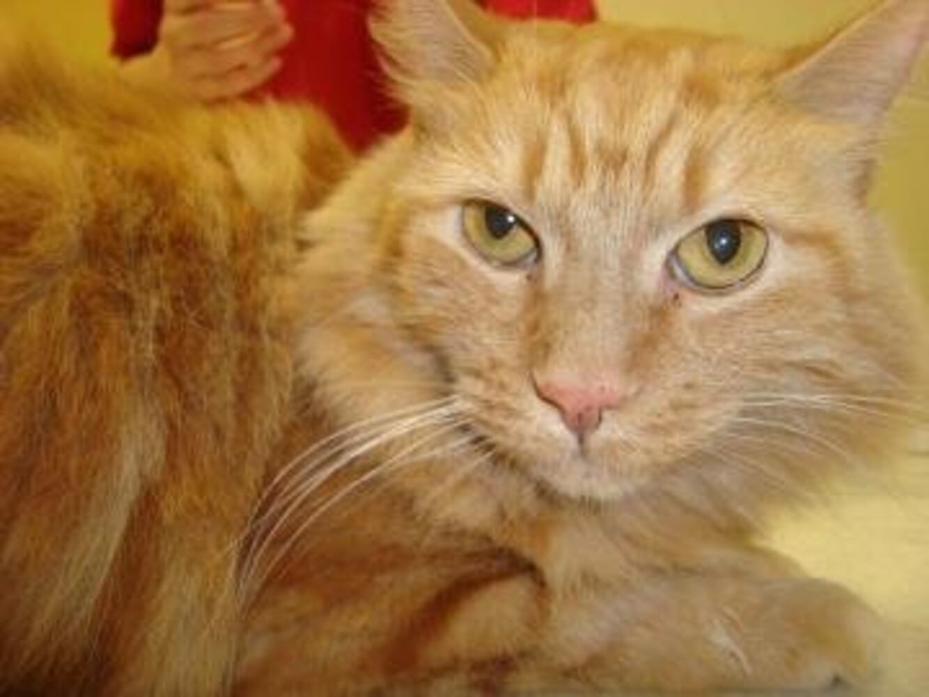Help Atlanta's adoptable pets find a home: Apr. 16