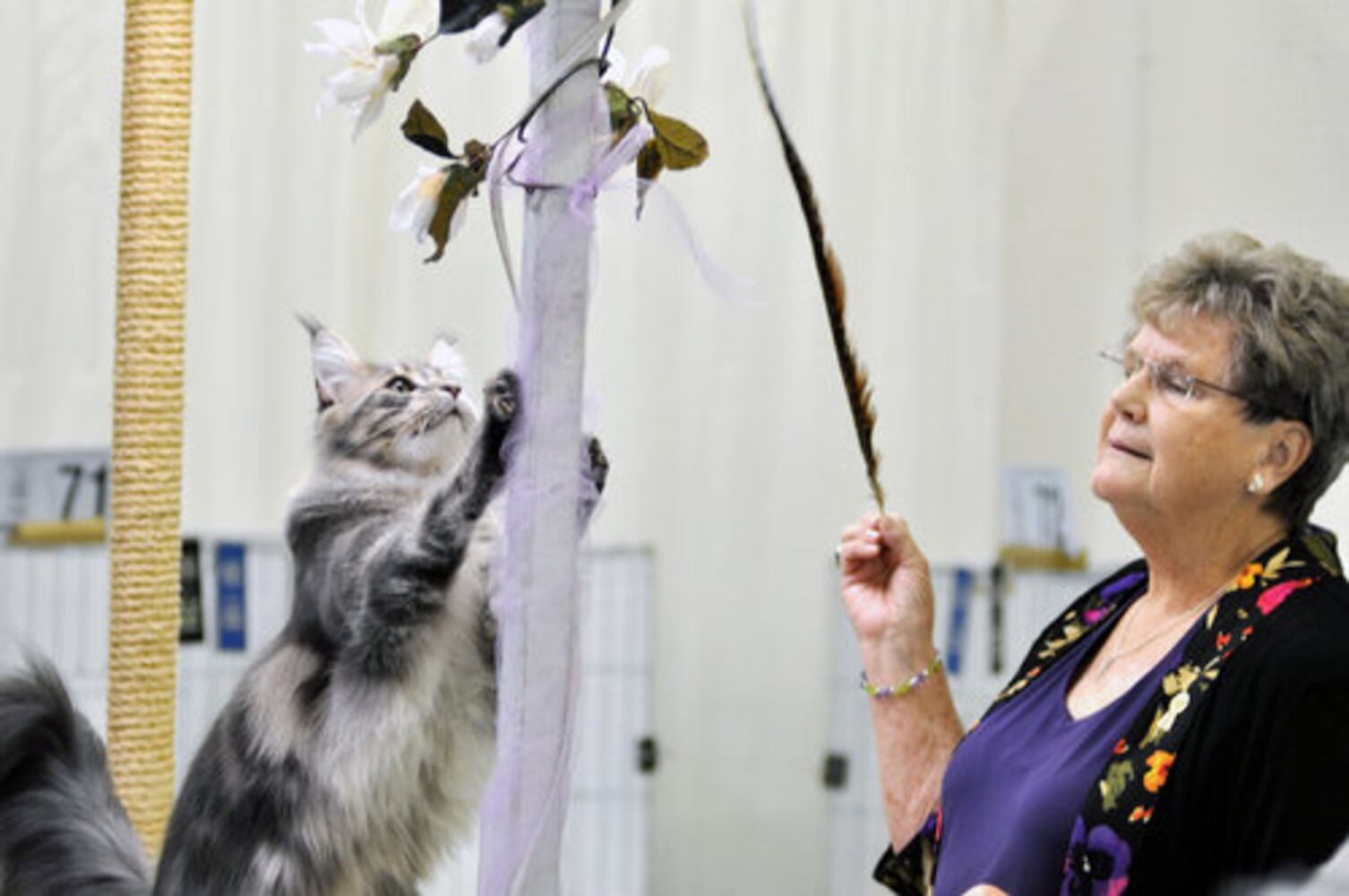 Atlanta Phoenix Cat Society Cat Show