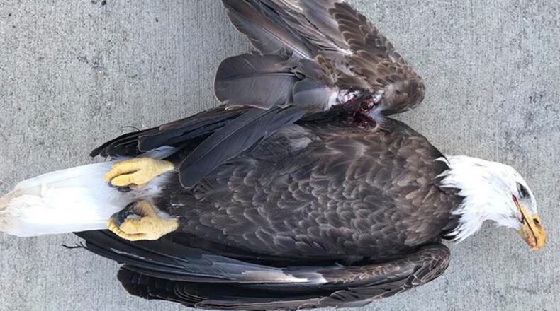 An eagle was shot and killed in Lawrence County, Indiana, on Dec. 20.
