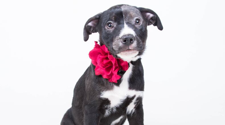 A local animal shelter is offering a promotion on adoptions this month.