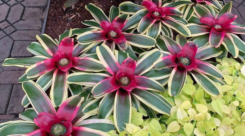 Joan Coppolino took this photo at Atlanta Botanical Gardens.