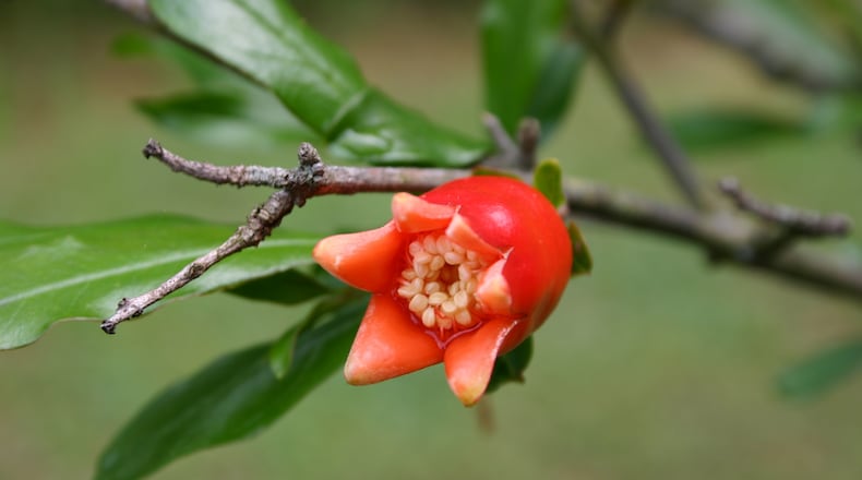 Pruning at the right time in the right place on the shrub helps it produce bright flowers followed by delicious fruit.