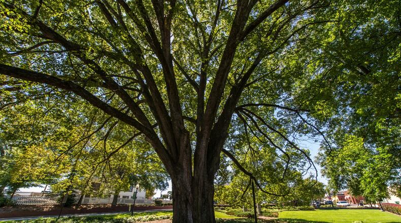 Norcross study will determine if the city should use more trees to help reduce flooding and improve water quality in nearby lakes, ponds, springs, and rivers. Courtesy City of Norcross