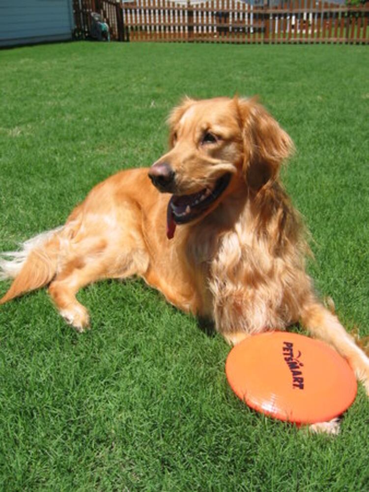Atlanta's Top Dogs: 2. Golden Retrievers