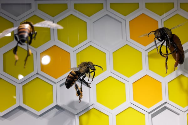 A larger-than-life bee sculpture is on display at the Orkin Discovery Zone, a new exhibit at the Fernbank Museum in Atlanta. (Arvin Temkar/AJC)