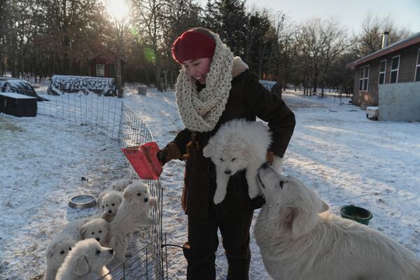 Hannah Traywick feeds a litter of Maremma puppies while doing chores, Wednesday, Feb. 19, 2025, at her farm in Luther, Okla. (AP Photo/Joshua A. Bickel)