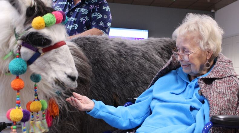 Pai the llama receives a treat from Dogwood Village resident Jackie Martin.