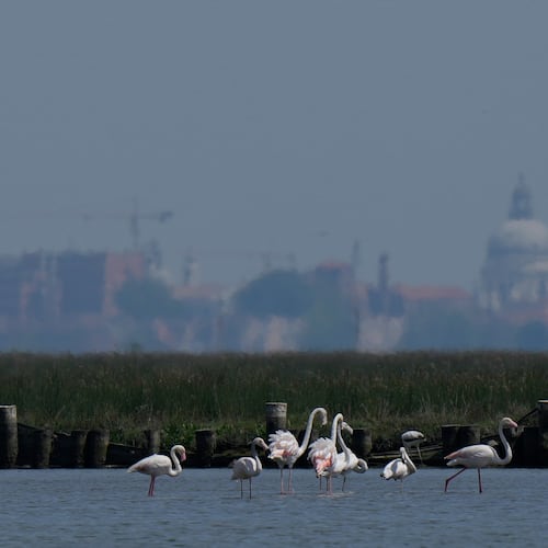 A group of flamingos feed in the Venetian lagoon, in Venice, Italy, Monday, May 4, 2026. (AP Photo/Luca Bruno)