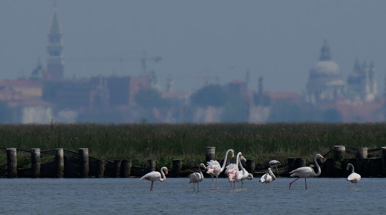 A group of flamingos feed in the Venetian lagoon, in Venice, Italy, Monday, May 4, 2026. (AP Photo/Luca Bruno)