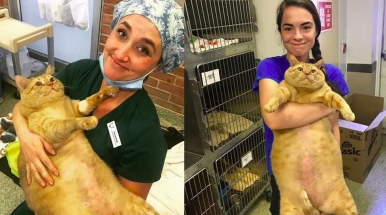 Symba the cat seen here with Humane Rescue Alliance staff.