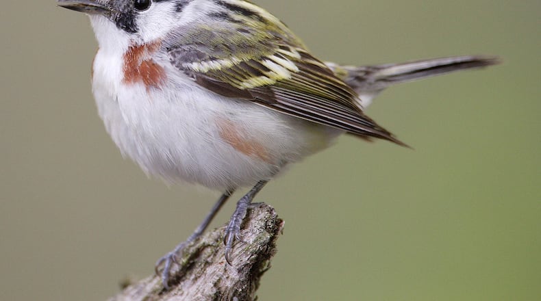 The chestnut-sided warbler nests in Georgia’s mountains during spring and summer. In September and October, it becomes one of dozens of songbird species that migrate through Georgia en route to winter grounds in Central and South America. CONTRIBUTED BY: Wikipedia/Creative Commons