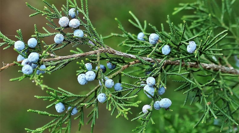 Berries (actually seed cones) on a female Eastern red cedar tree. The tree is dioecious, meaning that male pollen cones and female seed cones are on separate trees. The seed-containing berries are an important fall food source for birds.
Courtesy of Sheila Brown / CC0 Public Domain