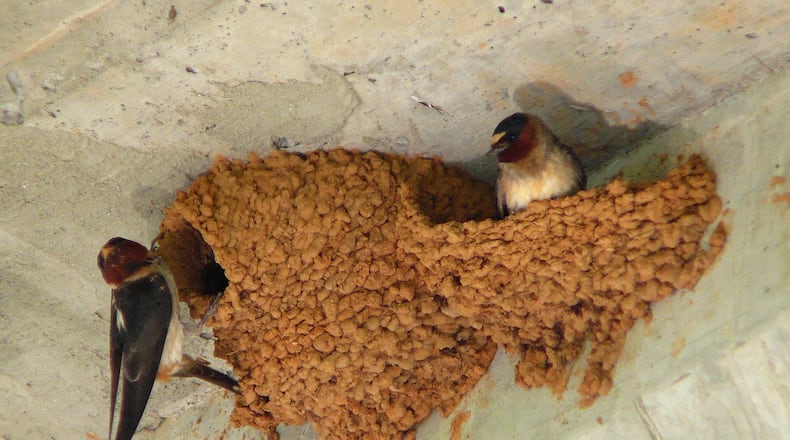 A pair of cliff swallows are shown building their nest of mud pellets. The birds often nest in colonies under bridges, overpasses and culverts in North Georgia. (Courtesy of Ken Thomas/Creative Commons)