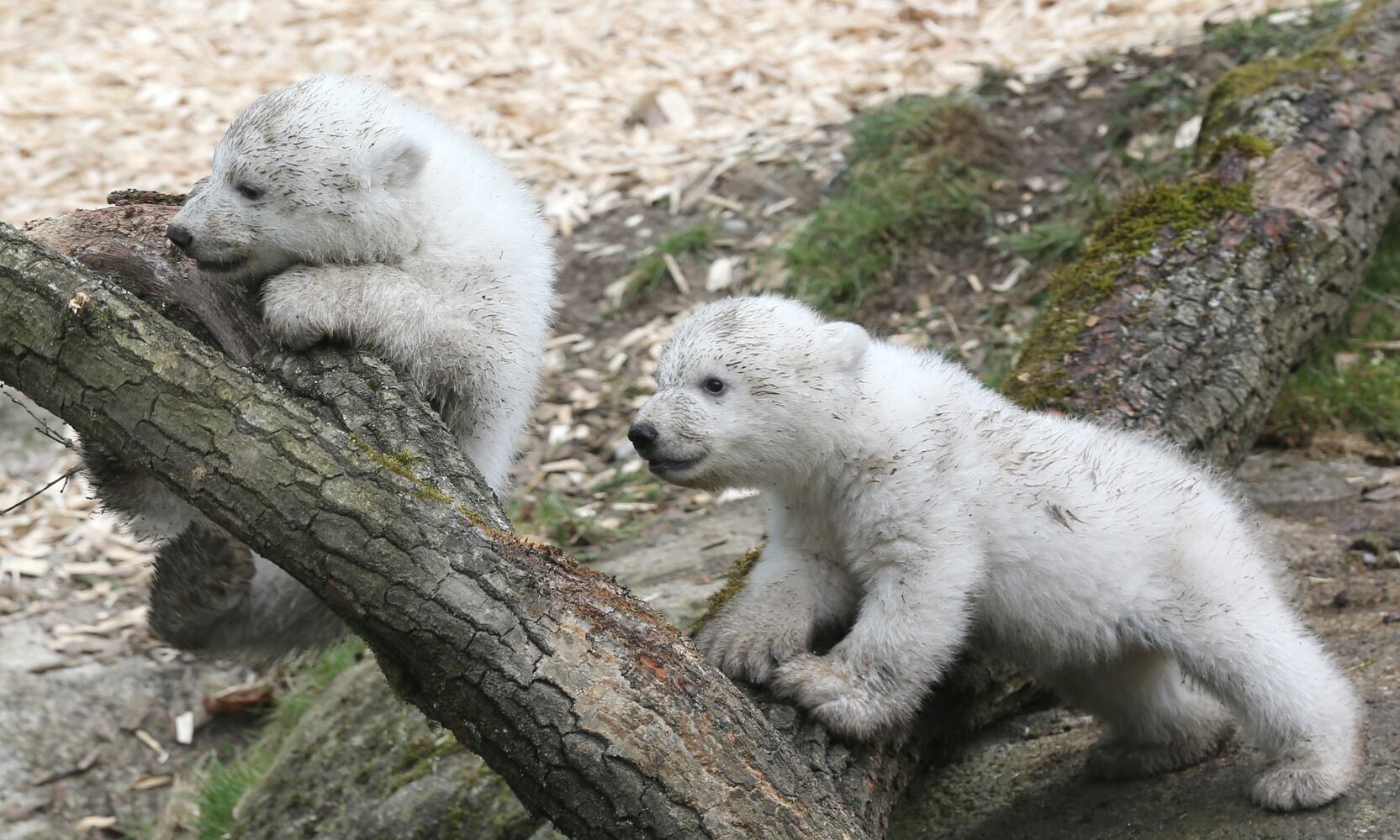 Baby zoo animals, March 2014