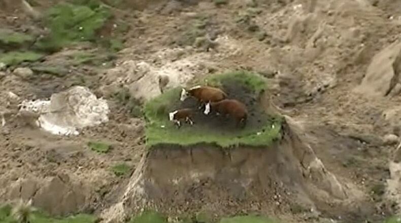 A video taken a helicopter near the small town of Kaikoura, New Zealand, shows two adult cattle and a calf stuck on a chunk of land that had been ripped apart in Monday's magnitude-7.8 earthquake.