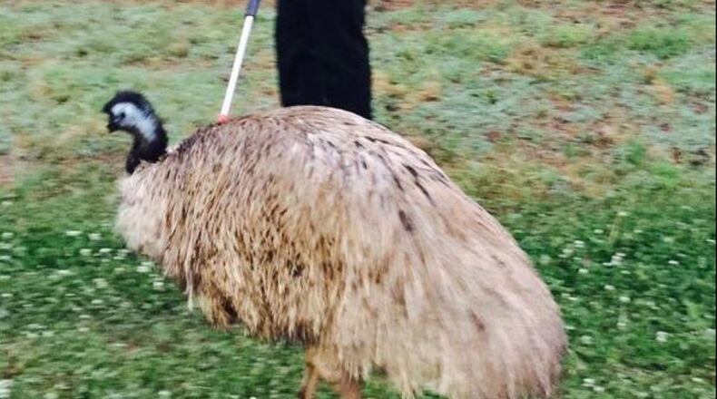 Traffic was jammed on I-20 in Douglas County Tuesday because of an emu running loose. (Credit: Douglas County Sheriff’s Office)