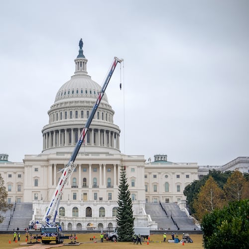 The Capitol Christmas Tree, a 53-foot red fir, arrives to the U.S. Capitol from the Humboldt-Toiyabe National Forest in Nevada, Friday, Nov. 21, 2025, in Washington. (AP Photo/Julia Demaree Nikhinson)