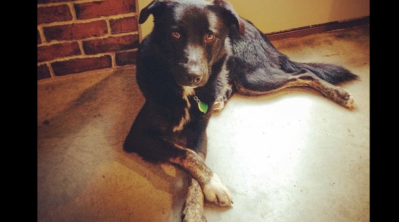 An Atlanta dog, George, was reunited with his owners after being missing for nearly one and a half years.