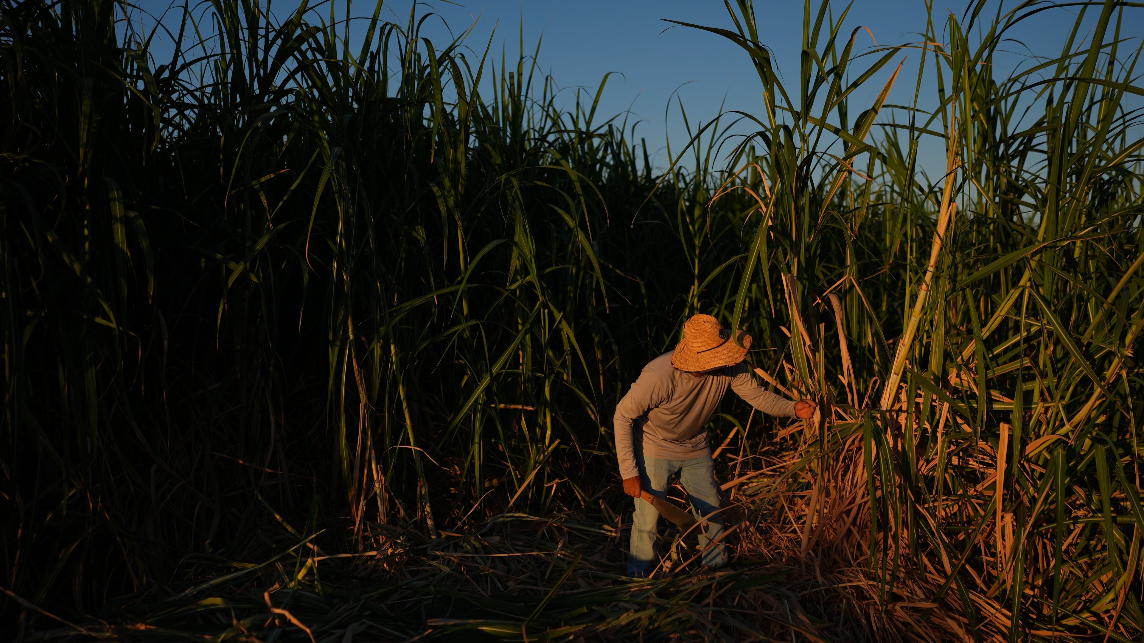 Farmworker Raul Cruz chops sugarcane in Niland, Calif., Thursday, Sept. 11, 2025. (AP Photo/Jae C. Hong)