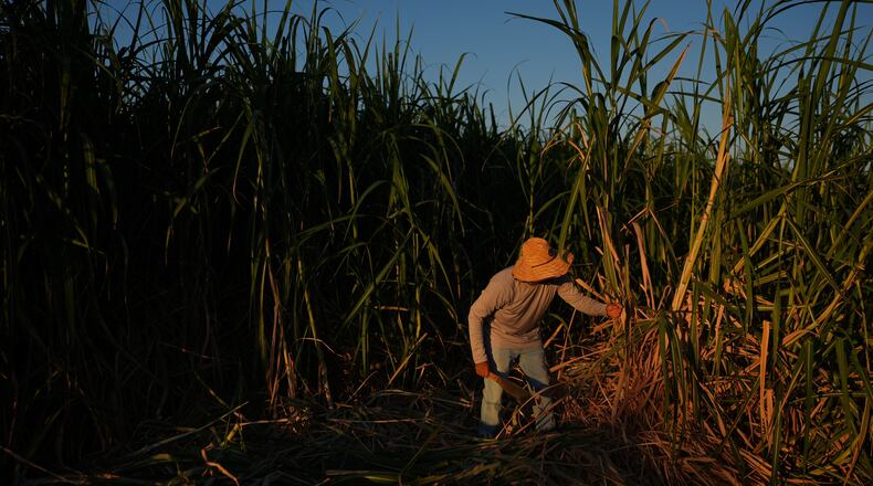 Farmworker Raul Cruz chops sugarcane in Niland, Calif., Thursday, Sept. 11, 2025. (AP Photo/Jae C. Hong)