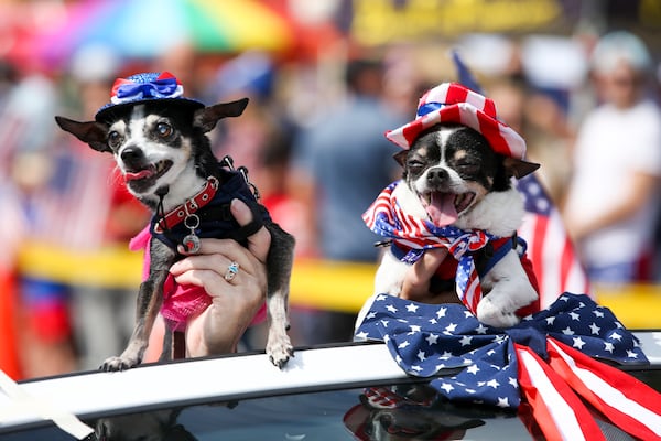 Chihuahuas enjoy a good Fourth of July parade, but prefer to skip the loud fireworks.