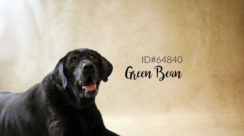 Gwinnett Animal Welfare and Enforcement is celebrating Adopt a Senior Dog Month during Nov. with free adoptions for dogs and cats 7 years old or older. Shown here, Green Bean is 12-year old lab mix. Courtesy Gwinnett Animal Shelter