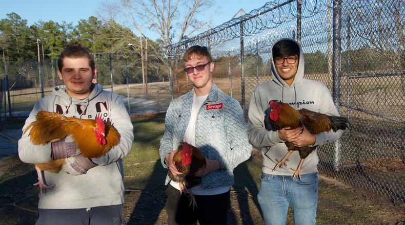Michael Adyson Strickland, Logan Stern, and Robin Patel (left to right) transfer roosters to a different part of the former prison yard at the end of a work day in Wagram, North Carolina.