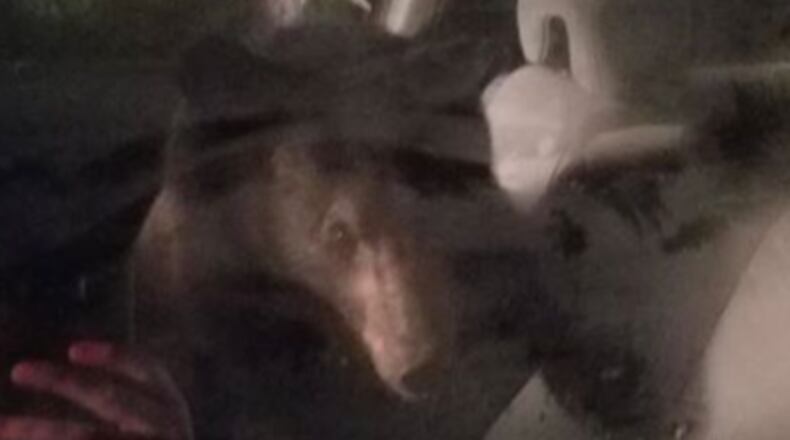 A bear got stuck in a car and honked the horn until it was freed. (Photo: Roanoke County Police)