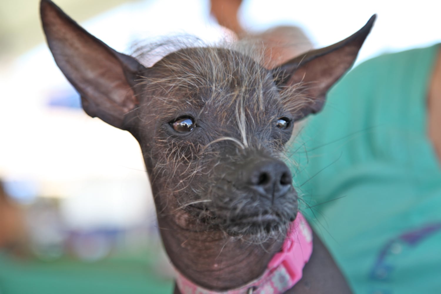 Contestants from the 2013 World's Ugliest Dog contest