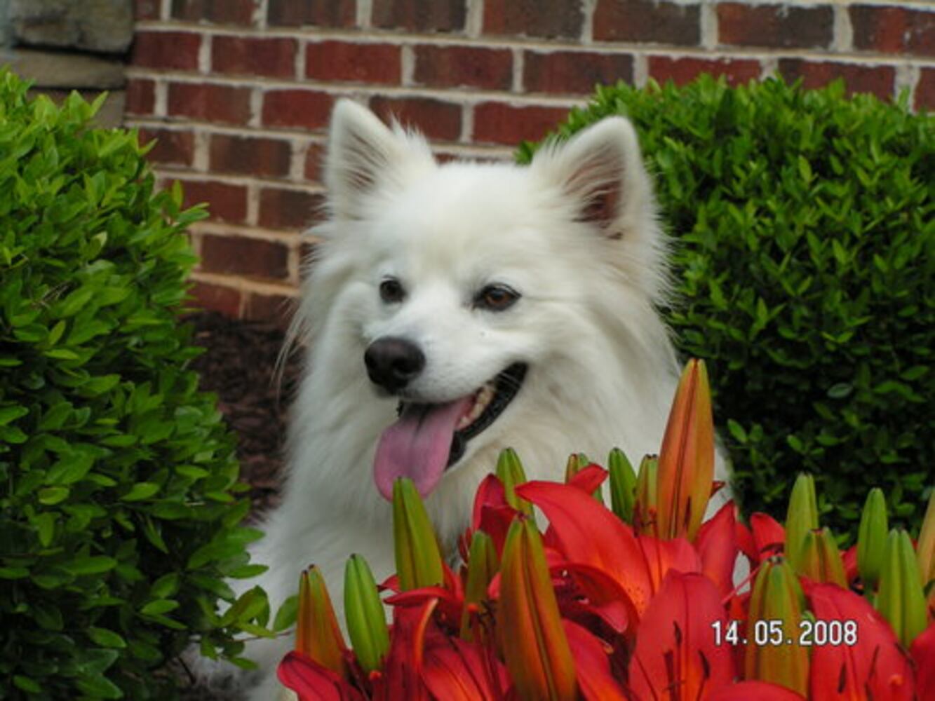 T.G.I.F.: Atlanta's Smiling Pets