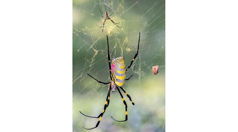 The female Joro spider dwarfs her male counterpart in her web. The web can capture small insects, like mosquitoes, as well as large beetles. (Courtesy of Pat Smith)