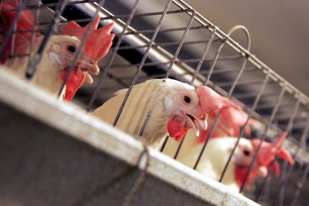 Chickens huddle in their cages at an egg processing plant. The H5N1 strain could affect the poultry, egg and dairy industries. (Marcio Jose Sanchez/AP file)