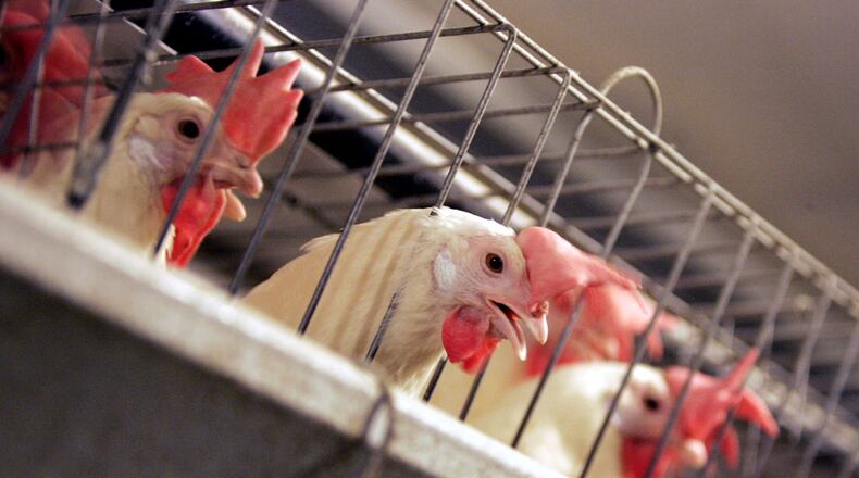 Chickens huddle in their cages at an egg processing plant. Georgia poultry — chickens, turkey and eggs — is the biggest agricultural sector in the state. (AP Photo/Marcio Jose Sanchez, File)
