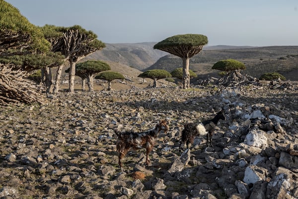 Goats roam amidst dragon's blood trees on the Yemeni island of Socotra on Sept. 18, 2024.(AP Photo/Annika Hammerschlag)