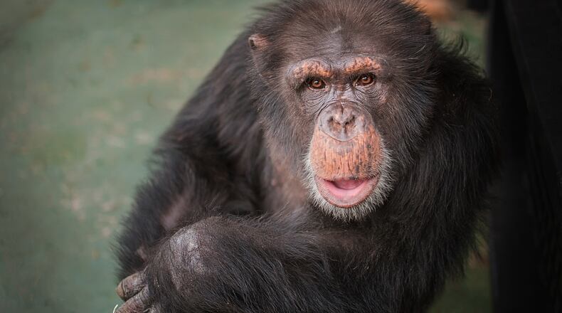 Hercules, an 11-year-old chimpanzee arrived at Project Chimps on March 22. He is one of two chimps that was named in a New York Supreme Court lawsuit in 2013. Both chimps have been retired from research and will spend the remainder of their lives at Project Chimps. Photo Credit: Crystal Alba/Project Chimps