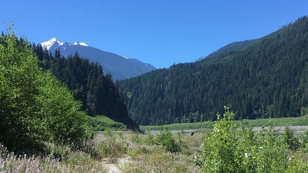 The Elwha River pours through the former Glines Canyon Dam site. View is to the south, toward the glaciered Olympic Mountains, the river's source.
(Doug MacDonald/Seattle Times/TNS)